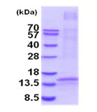 SDS-PAGE - Recombinant Human TNFSF18/GITRL protein (AB202190)