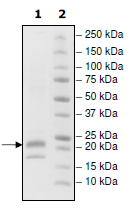 SDS-PAGE - Recombinant Human TNFSF18/GITRL protein (His tag) (AB216221), expandable thumbnail