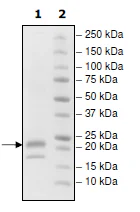 SDS-PAGE - Recombinant Human TNFSF18/GITRL protein (His tag) (AB216221)