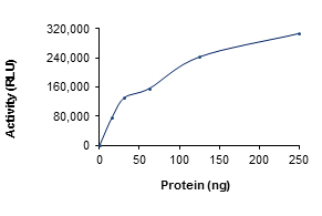 Recombinant human TNIK protein