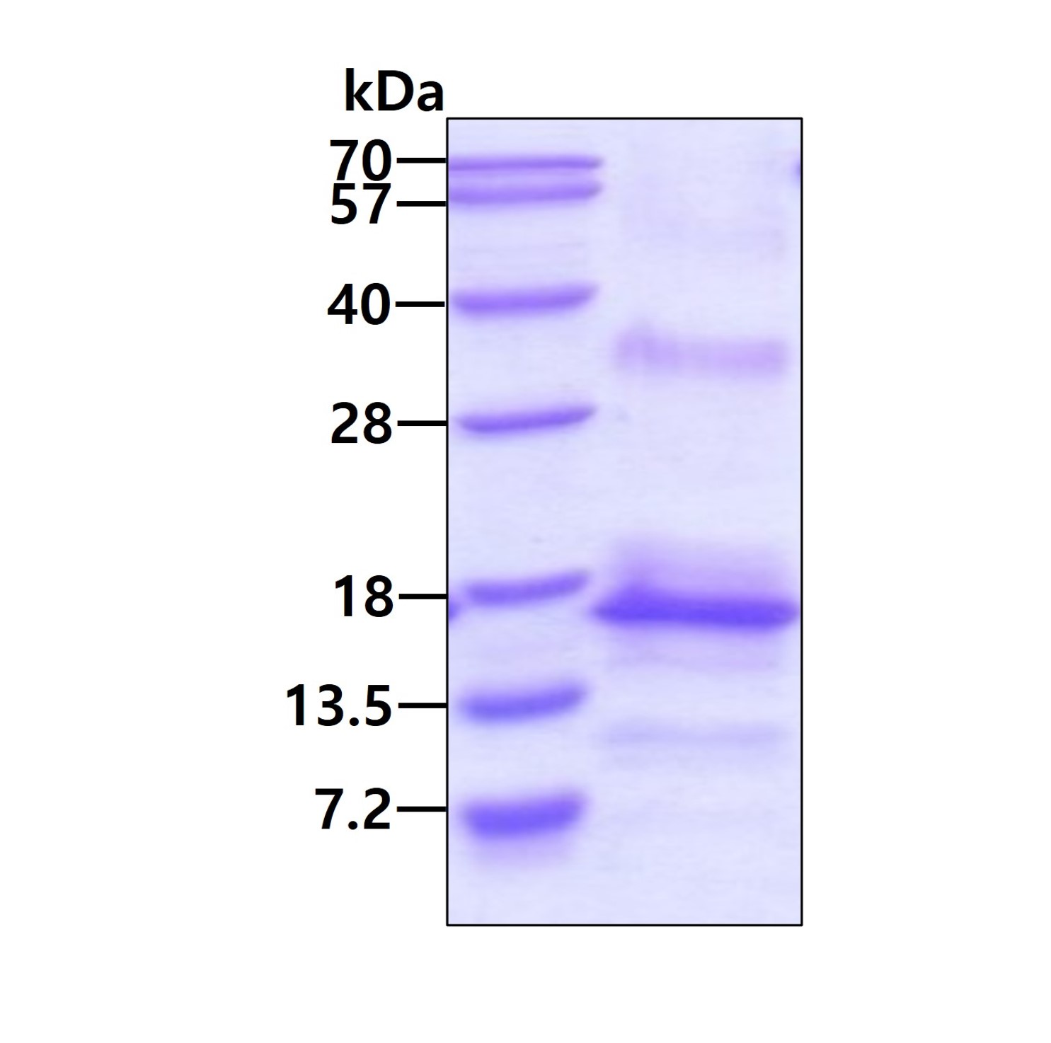SDS-PAGE - Recombinant Human TNIP1 protein (AB101108), expandable thumbnail