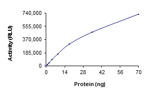 Recombinant human Tnk1 protein (Active)