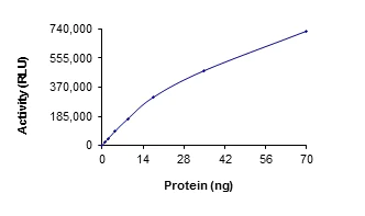 Functional Studies - Recombinant human Tnk1 protein (Active) (AB207985)