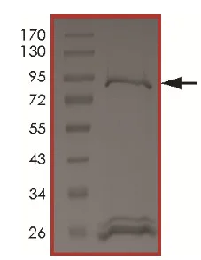 SDS-PAGE - Recombinant human Tnk1 protein (Active) (AB207985)