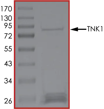 SDS-PAGE - Recombinant human Tnk1 protein (Active) (AB207985)