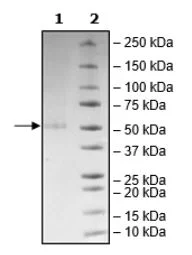 SDS-PAGE - Recombinant human Tnk1 protein (Active) (GST N-Terminus) (AB271770)