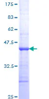 SDS-PAGE - Recombinant Human TNNI3K protein (GST tag N-Terminus) (AB162410)