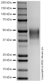 SDS-PAGE - Recombinant Human TNR16 Protein (AB288815)