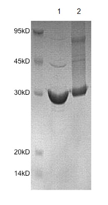 SDS-PAGE - Recombinant Human Tollip protein (AB172165)