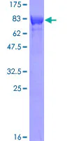 SDS-PAGE - Recombinant Human TOM1 protein (GST tag N-Terminus) (AB160775)