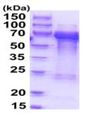 SDS-PAGE - Recombinant Human TOM1L2 protein (AB202609)