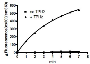 Functional Studies - Recombinant human TPH2 protein (His tag N-Terminus) (AB206456)