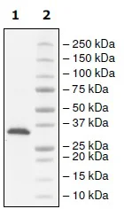 SDS-PAGE - Recombinant human TPH2 protein (His tag N-Terminus) (AB206456)