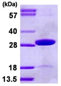 SDS-PAGE - Recombinant Human TPK1 protein (AB123150)