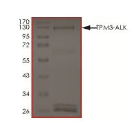 SDS-PAGE - Recombinant human TPM3 ALK protein (AB190993)