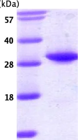 SDS-PAGE - Recombinant Human TPMT protein (AB54224)