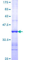 Recombinant Human TPN protein