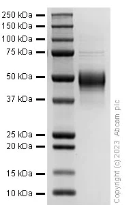 SDS-PAGE - Recombinant Human TPOR/MPL protein (AB310804)