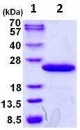 SDS-PAGE - Recombinant Human TPRKB protein (His tag N-Terminus) (AB128435)