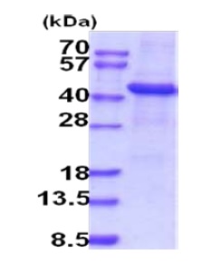 SDS-PAGE - Recombinant Human TPST1 protein (denatured) (AB202627), expandable thumbnail