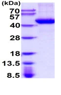 SDS-PAGE - Recombinant Human TPST1 protein (His tag C-Terminus) (AB222445)