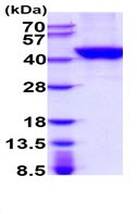 SDS-PAGE - Recombinant Human TPST2 protein (His tag C-Terminus) (AB222447)
