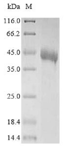 SDS-PAGE - Recombinant Human TR-1 protein (Tagged) (AB238288), expandable thumbnail