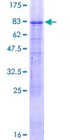 SDS-PAGE - Recombinant Human TR2-11 protein (GST tag N-Terminus) (AB159745)