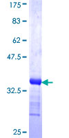 SDS-PAGE - Recombinant Human TRA2B/SFRS10 protein (AB114393)