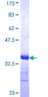 SDS-PAGE - Recombinant Human TRA2B/SFRS10 protein (GST tag N-Terminus) (AB114393)