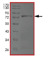 SDS-PAGE - Recombinant Human TRAF1 protein (AB204101)