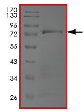 SDS-PAGE - Recombinant Human TRAF1 protein (AB204101)