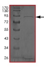 SDS-PAGE - Recombinant Human TRAF2 protein (AB204091)