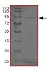 SDS-PAGE - Recombinant Human TRAF2 protein (AB204091)