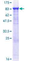 Recombinant Human TRAF3 protein