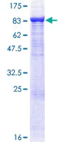 SDS-PAGE - Recombinant Human TRAF3 protein (AB132121)