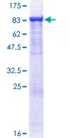 SDS-PAGE - Recombinant Human TRAF3 protein (GST tag N-Terminus) (AB132121)