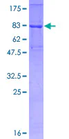 SDS-PAGE - Recombinant Human TRAF6 protein (GST tag N-Terminus) (AB132023)