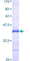 SDS-PAGE - Recombinant Human TRAF7 protein (GST tag N-Terminus) (AB164531)