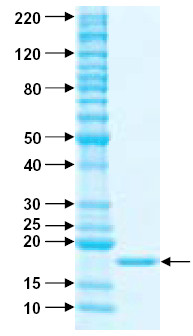 SDS-PAGE - Recombinant human TRAIL protein (AB157018)