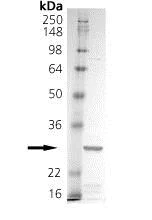 SDS-PAGE - Recombinant human TRAIL protein (AB157345)