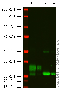 Western blot - Recombinant human TRAIL protein (AB157345)