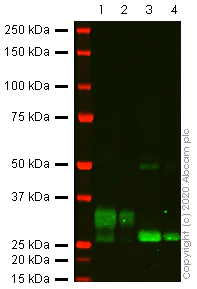 Western blot - Recombinant human TRAIL protein (AB157345)