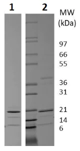 SDS-PAGE - Recombinant human TRAIL protein (Active) (AB256115)