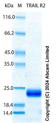 SDS-PAGE - Recombinant Human TRAIL R2/DR5 Protein Standard (His tag) (AB316710)