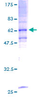 Recombinant Human TRAM1/TRAM protein