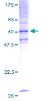 SDS-PAGE - Recombinant Human TRAM1/TRAM protein (GST tag N-Terminus) (AB161660)
