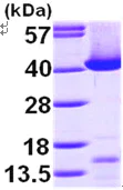 SDS-PAGE - Recombinant Human Transaldolase 1 protein (AB99243)