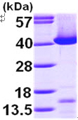 SDS-PAGE - Recombinant Human Transaldolase 1 protein (His tag N-Terminus) (AB99243)