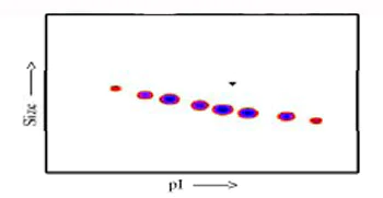 Functional Studies - Recombinant human Transferrin protein (AB83560)